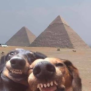 Meet your Posher, Kaseya